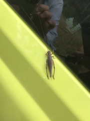 Gryllidae