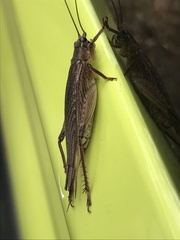Gryllidae