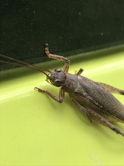 Gryllidae