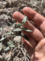 Eriogonum corymbosum