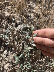 Eriogonum corymbosum
