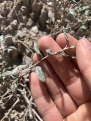 Eriogonum corymbosum