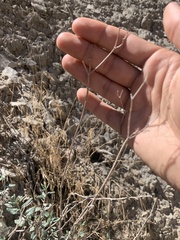 Eriogonum corymbosum