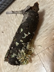 Tuckermanopsis chlorophylla