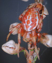 Araniella displicata