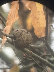Callirhytis quercuspunctata