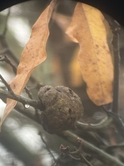 Callirhytis quercuspunctata