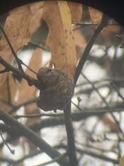 Callirhytis quercuspunctata