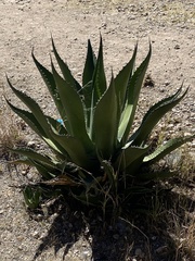 Agave