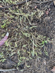 Cardionema ramosissimum