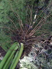 Molineria capitulata