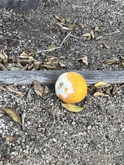 Penicillium digitatum