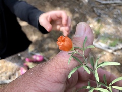 Sphaeralcea digitata