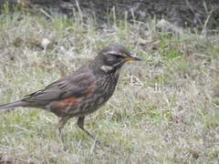 Turdus iliacus coburni