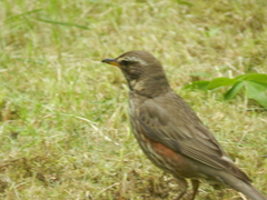 Turdus iliacus coburni