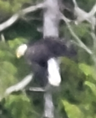 Haliaeetus leucocephalus washingtoniensis