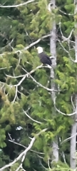 Haliaeetus leucocephalus washingtoniensis