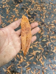 Quercus × ludoviciana