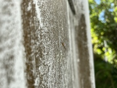 Limoniidae