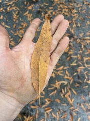 Quercus × ludoviciana
