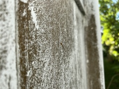 Limoniidae