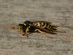 Polistes