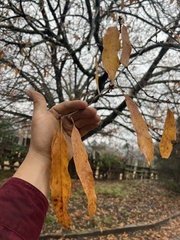 Quercus × ludoviciana