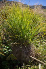 Carex nigra