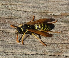 Polistes