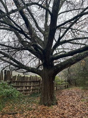 Quercus × ludoviciana