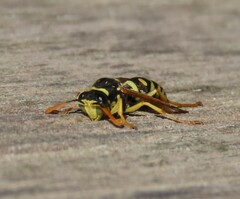Polistes