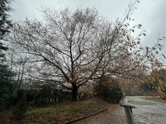 Quercus × ludoviciana