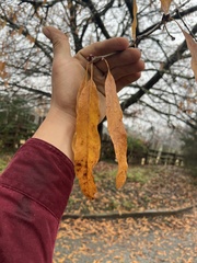 Quercus × ludoviciana