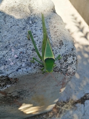 Stilpnochlora azteca