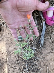 Sphaeralcea digitata