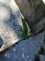 Stilpnochlora azteca