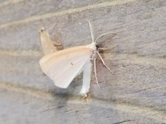 Lychnosea intermicata