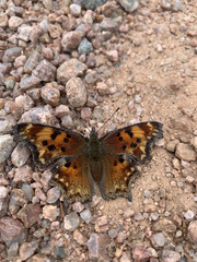 Polygonia comma