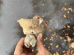 Tricholoma caligatum