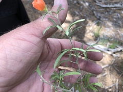 Sphaeralcea digitata