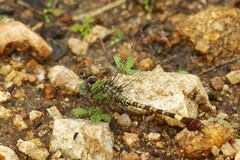 Paragomphus genei