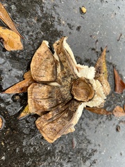 Tricholoma caligatum