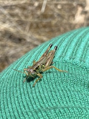 Phoetaliotes nebrascensis