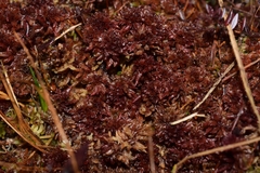 Sphagnum magellanicum