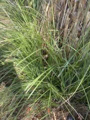 Muhlenbergia rigens