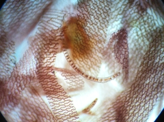 Sphagnum magellanicum