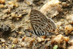 Leptotes