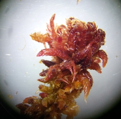 Sphagnum magellanicum