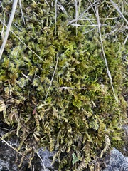 Racomitrium elongatum