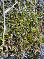 Racomitrium elongatum